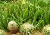 30 Caps Package of ABC Hoodia Slimming Capsules B315